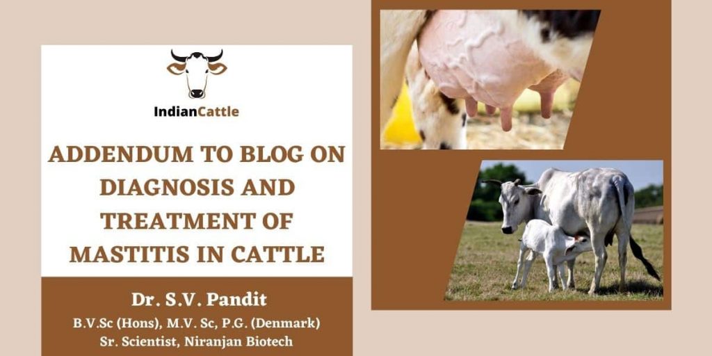 Addendum To Blog On Diagnosis And Treatment Of Mastitis In Cattle