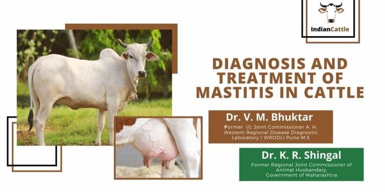 Diagnosis And Treatment Of Mastitis In Cattle Indian Cattle