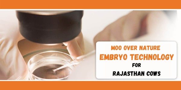 Embryo Technology for Rajasthan Cows