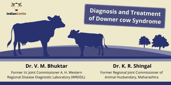 downer cow syndrome