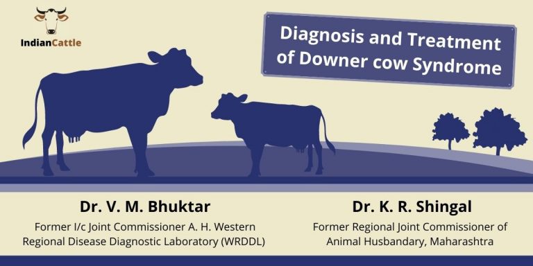 Diagnosis And Treatment Of Downer Cow Syndrome Indian Cattle