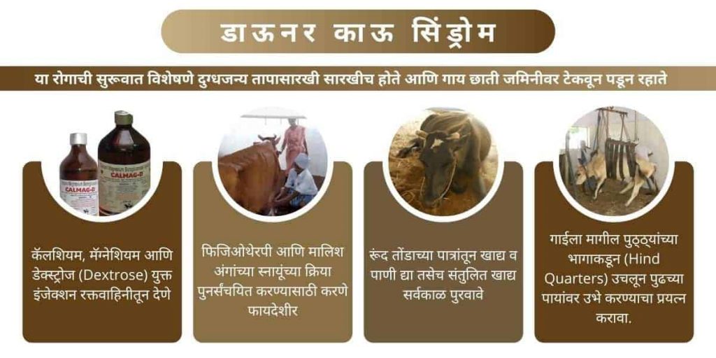 Downer Cow Syndrome in Marathi