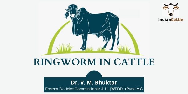 Ringworm in Cattle