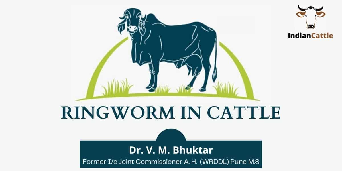 Ringworm in Cattle