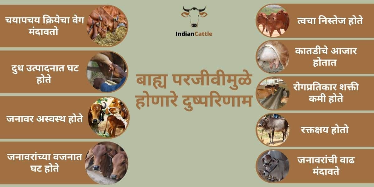 External parasites in cattle