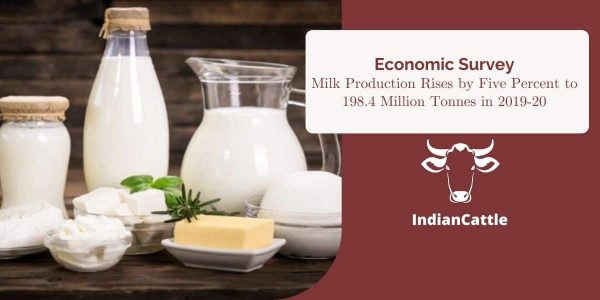 Milk Production in India 2019-20