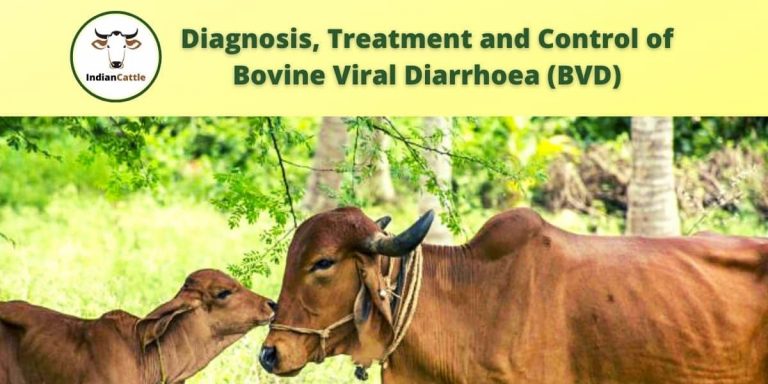 Bovine Viral Diarrhoea (BVD) » Diagnosis, Treatment And Control