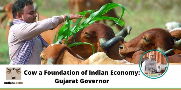 Cow a Foundation of Indian Economy