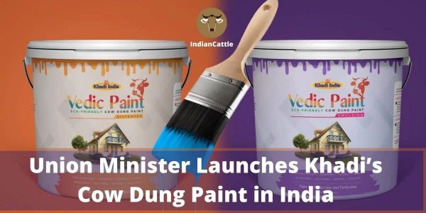 Cow dung paint in India