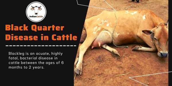 Black Quarter Disease in Cattle