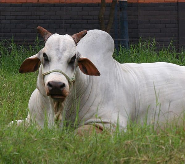 Virbac Animal Health India Pvt. Ltd. » Indian Cattle