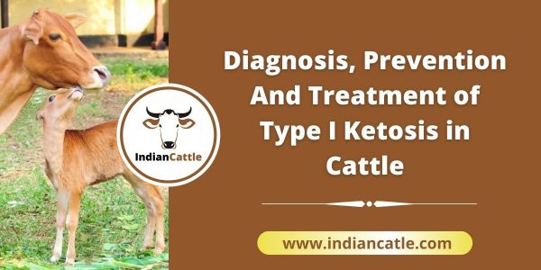 Treatment for Ketosis in Cattle