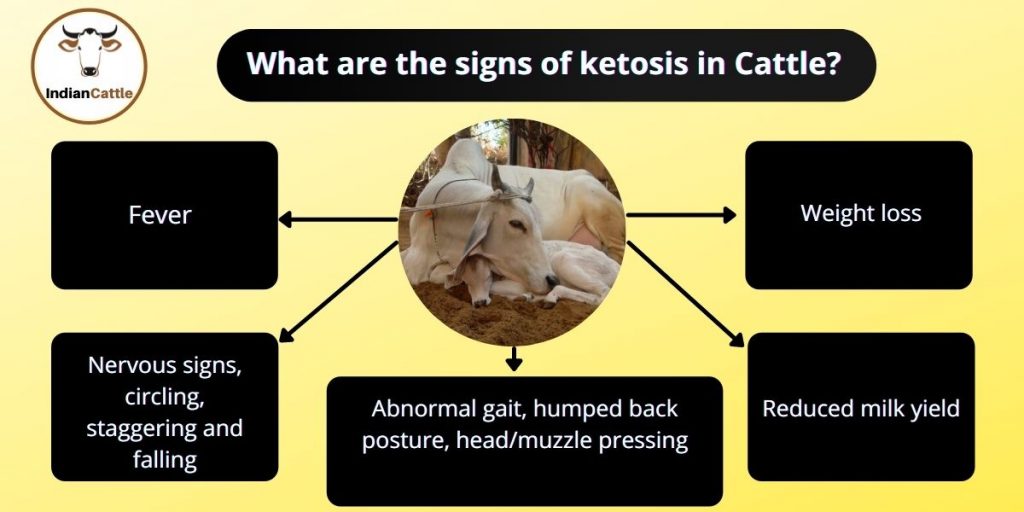 Symptoms of Ketosis in cattle