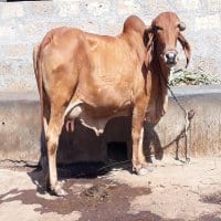 gir cow sale in india