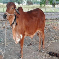 gir cow sale in india