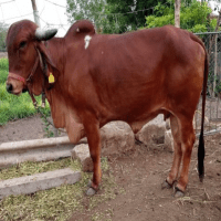 gir cow sale price