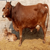 rathi cow sale priice