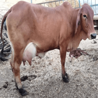 sahiwal cow price