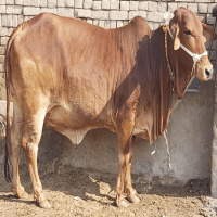 sahiwal cow sale price