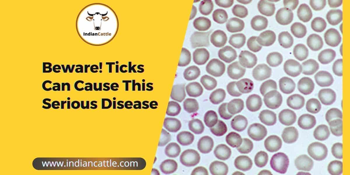 Babesiosis in Cattle / Tick Fever
