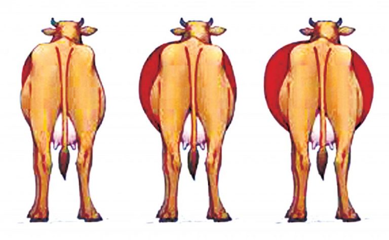An Overview on Bloat in Ruminant And Its Management » Indian Cattle
