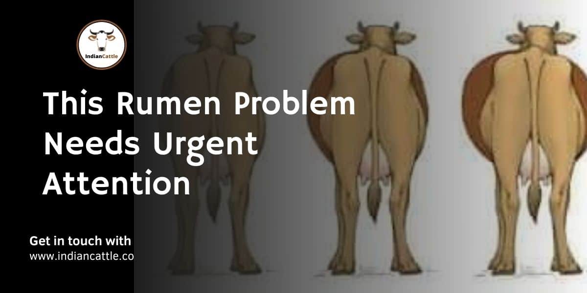 An Overview on Bloat in Ruminant And Its Management » Indian Cattle