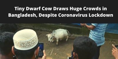 Dwarf Cow