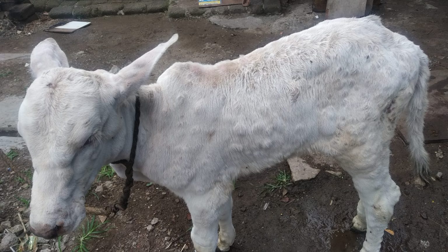 lumpy-skin-disease-treatment-in-20-days-old-cow-calf