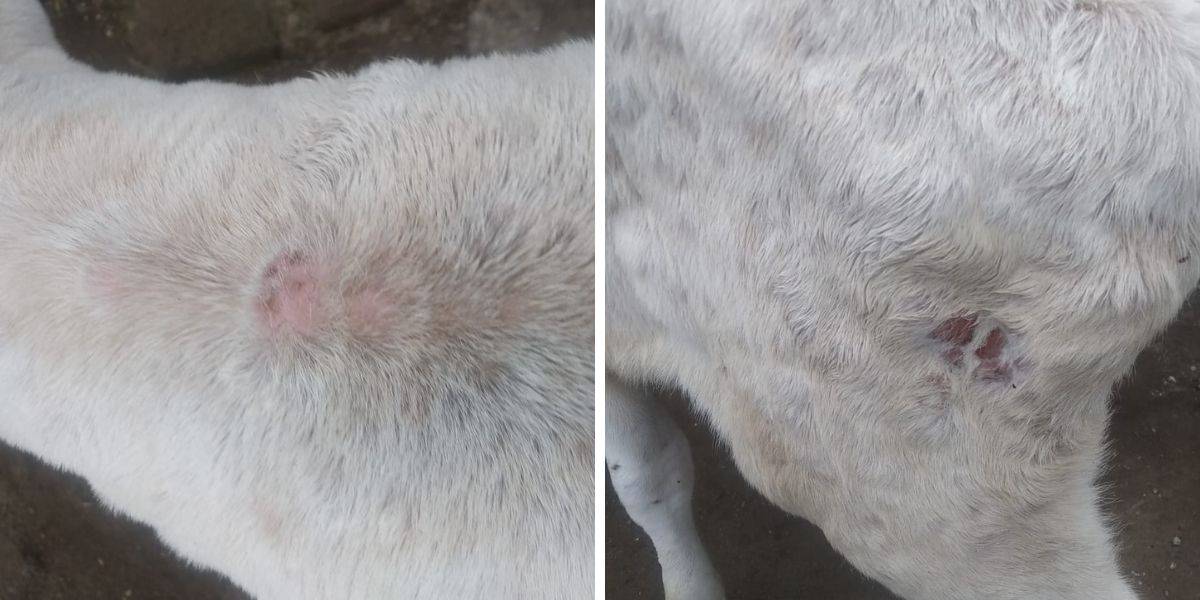 Lumpy Skin Disease Treatment In 20 Days Old Cow Calf