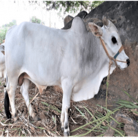 Punganur Archives » Indian Cattle