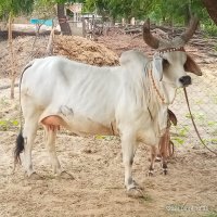 Kankrej Archives » Indian Cattle