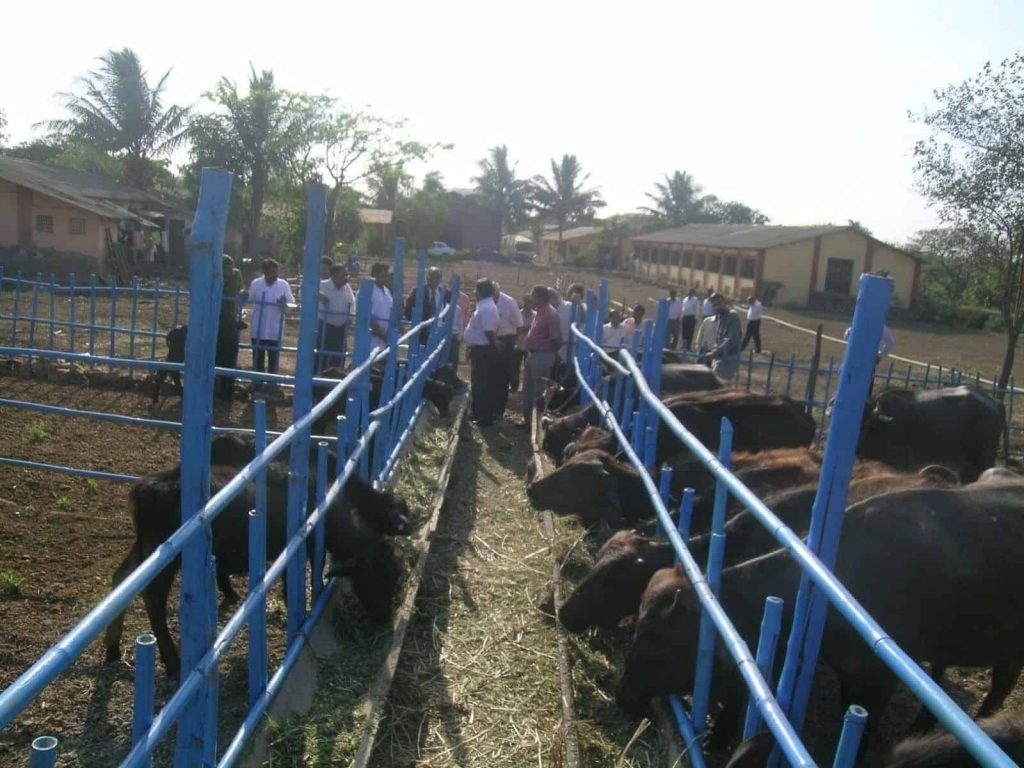 Animal Stress and Tieing of Cattle and Buffalo