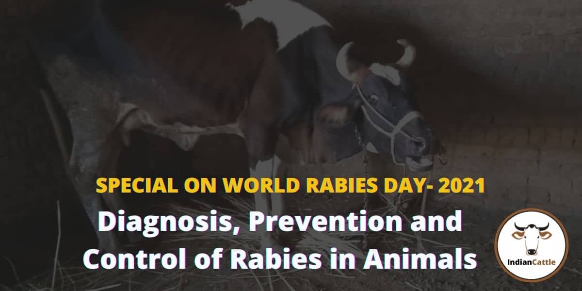 SPECIAL ON WORLD RABIES DAY