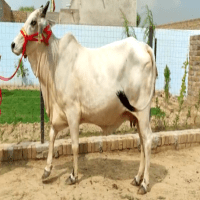 Desi Cow (Nondescript) Archives » Indian Cattle