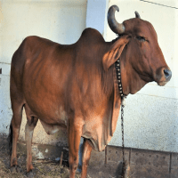 gir cow price