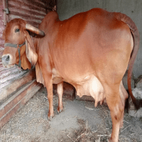 gir cow farm