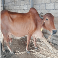 cost of gir cow
