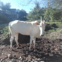 cost of khillar cow