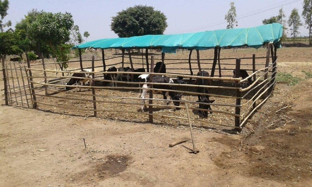 Evolution Of Loose Housing System For Cows II Standard Parameters