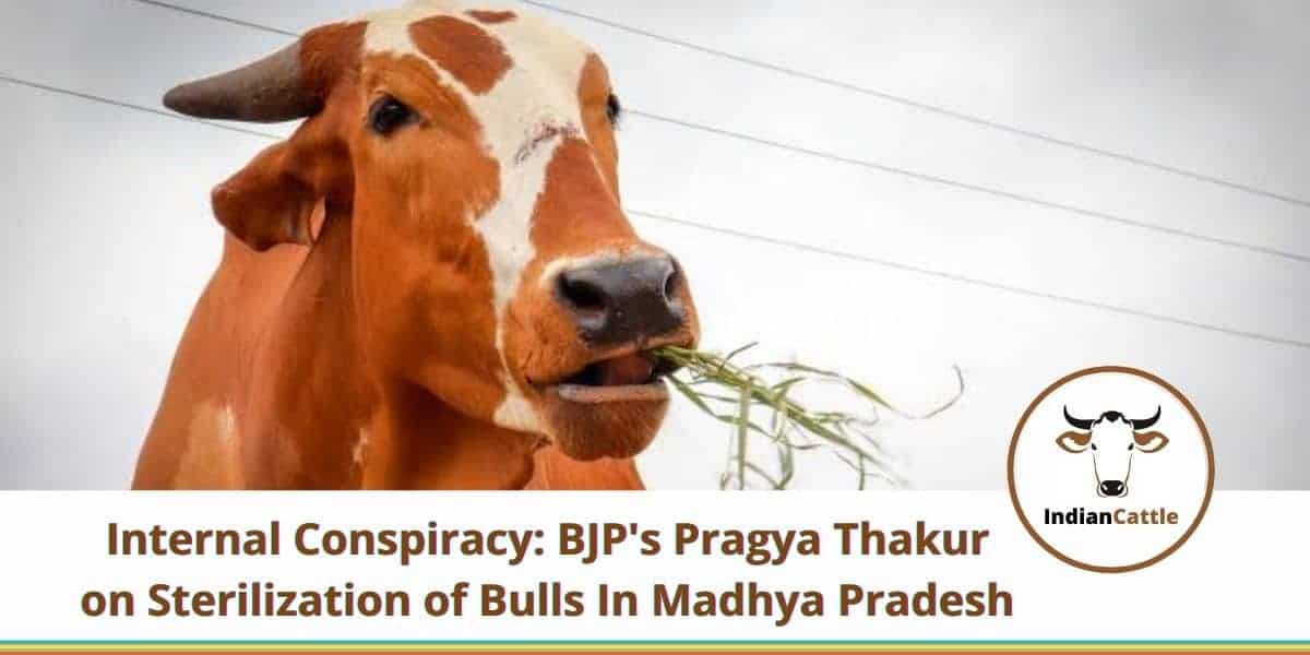 Sterilization of Bulls In Madhya Pradesh