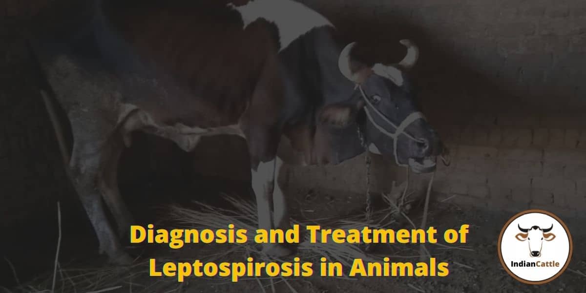Leptospirosis in Animals