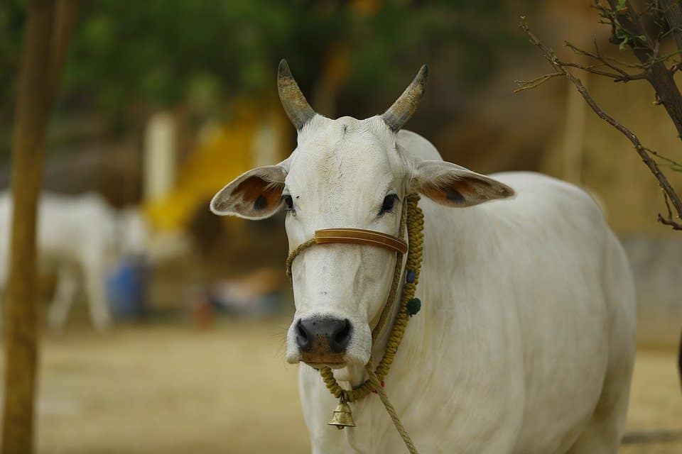 Ambulance service for cows