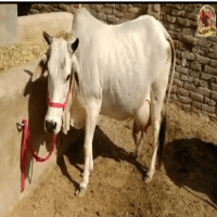 Tharparkar Archives » Indian Cattle