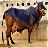 sahiwal cow cost