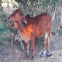 gir calf price