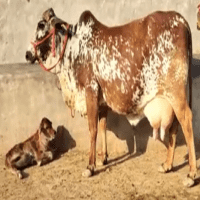 rathi cow price