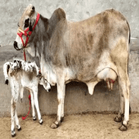 sahiwal cow price