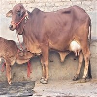 sahiwal cow image