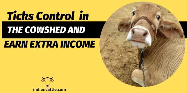 tick control in cattle