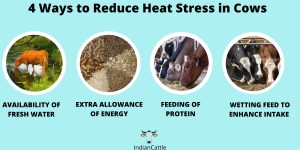 heat stress in dairy cow 